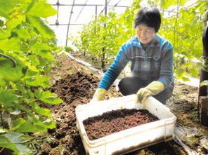 北方蚯蚓养殖场 立体种养殖模式开辟高效益新路径