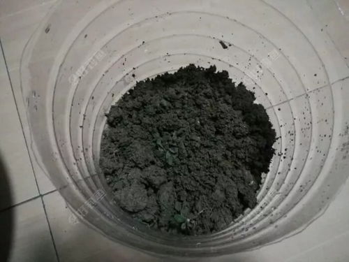 自己动手养蚯蚓，鱼饵不用愁——蚯蚓养殖全攻略