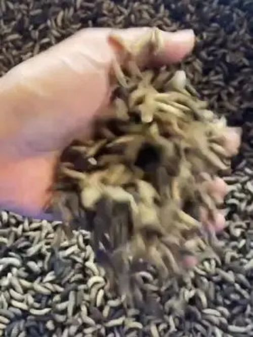 高蛋白饲料新选择 蚯蚓养殖助力黄骨鱼降本增效
