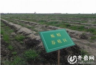山东高青 打造国内最大蚯蚓养殖基地，探索生态农业新路径