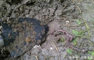 从田间地头到育肥工厂 蚯蚓养殖，一个正在崛起的生态致富新风口