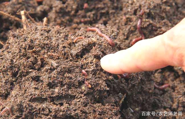 怎么养殖蚯蚓?养殖蚯蚓的方法和注意事项有哪些?