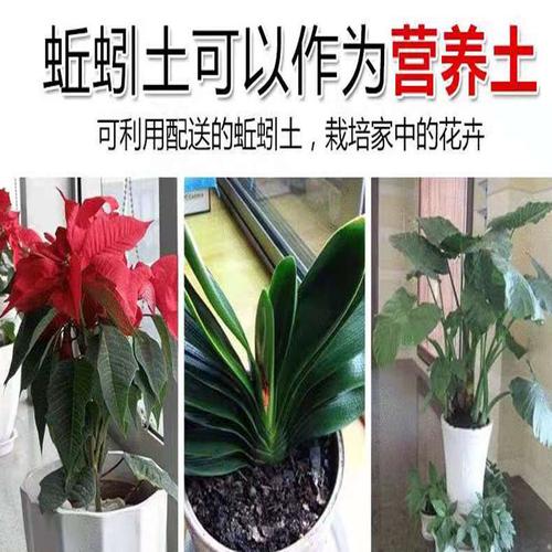 一斤蚯蚓+养殖土++盒 大号